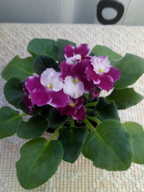 12 ian - ZZ Crimson Ice