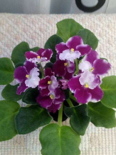 19 ian - ZZ Crimson Ice