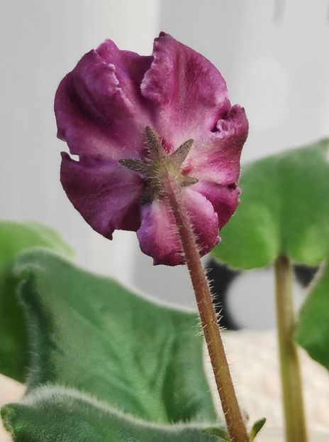 30 dec - ZZ Sparkleberry