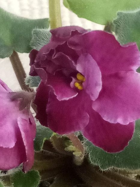 19 ian - ZZ Sparkleberry