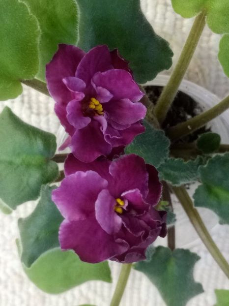 19 ian - ZZ Sparkleberry