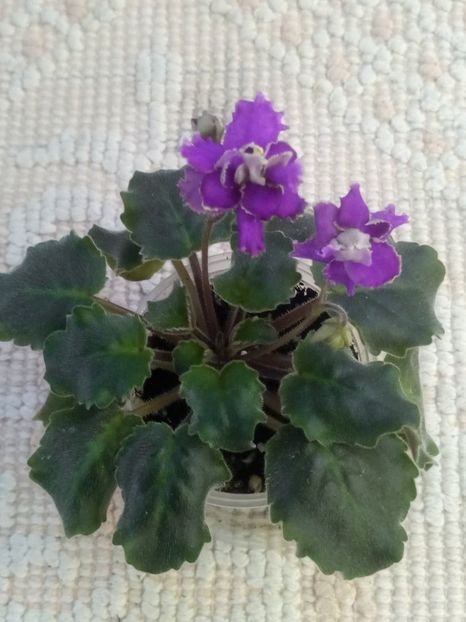 19 ian - ZZ RS Barkhatnyi Nariad trail sport