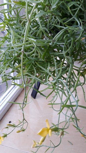  - Suculente mica pasiune