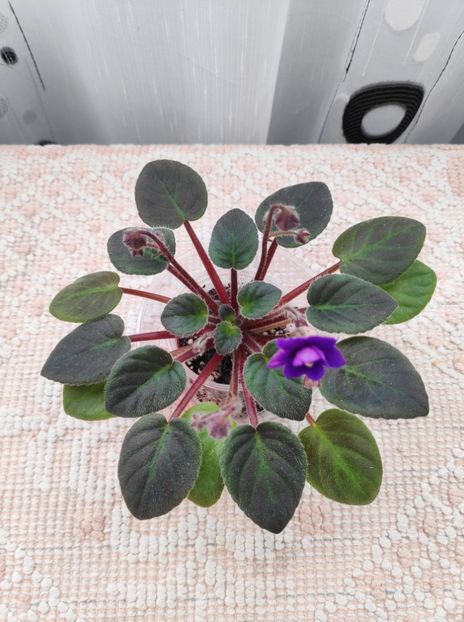 9 ian - Downsview Trail