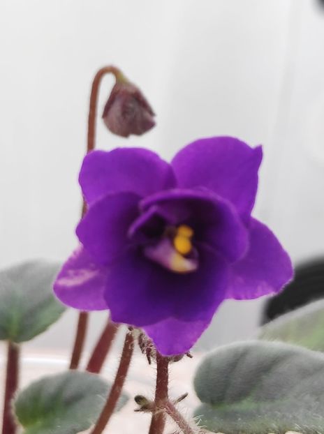 9 ian - Downsview Trail