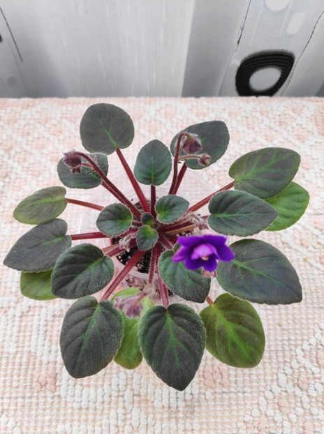 9 ian - Downsview Trail