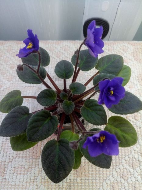 15 ian - Downsview Trail