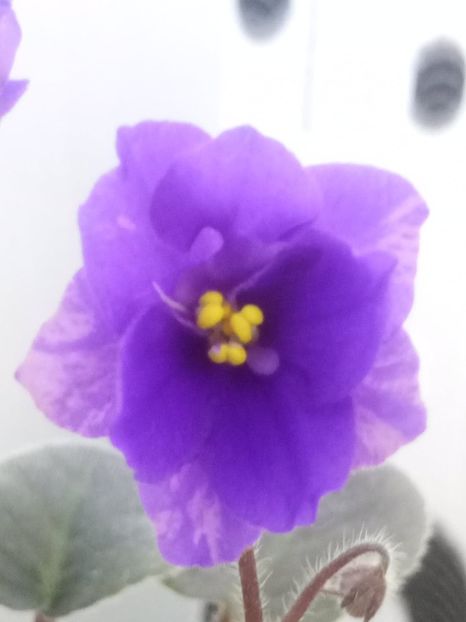 15 ian - Downsview Trail