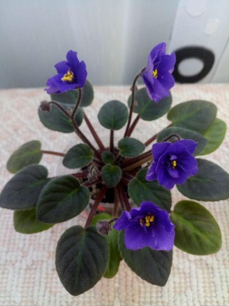 15 ian - Downsview Trail