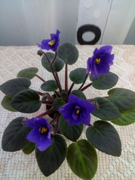 15 ian - Downsview Trail