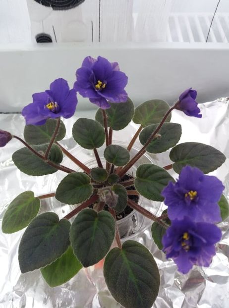 21 ian - Downsview Trail