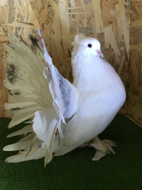 1F1FD022-5038-4FB0-BA13-4EA0EB5FC8A8 - Voltati Indieni Matca 2019