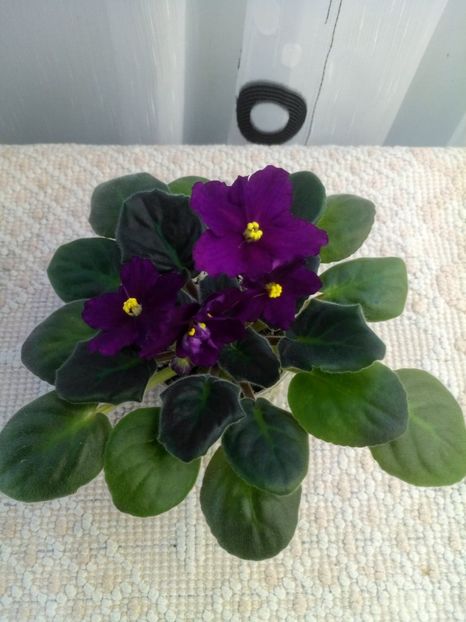 19 ian - ZZ Rebels Flaming Star