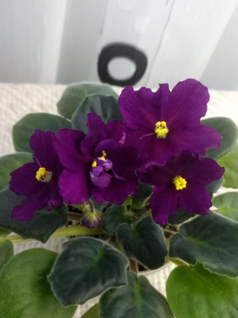 19 ian - ZZ Rebels Flaming Star