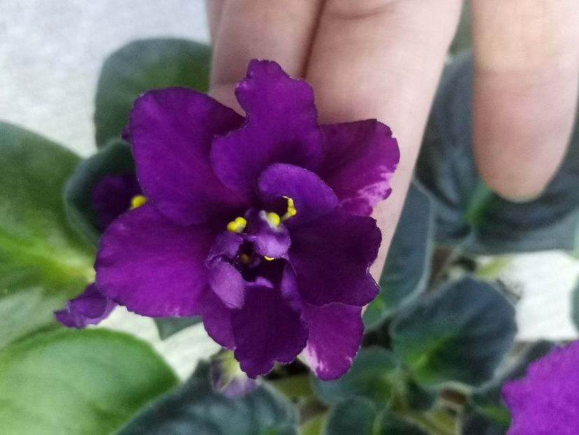 19 ian - ZZ Rebels Flaming Star