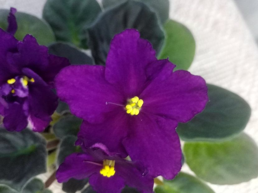 19 ian - ZZ Rebels Flaming Star