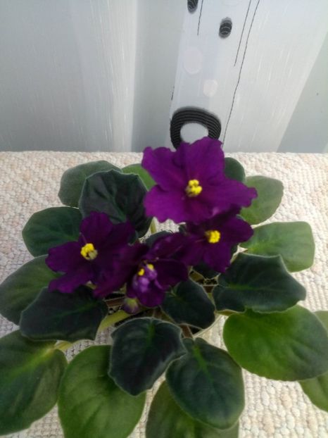 19 ian - ZZ Rebels Flaming Star