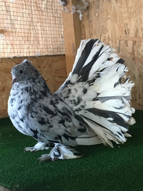 1BFD2B8F-6A53-4F4C-8652-2B5629CD2675 - Voltati Indieni Matca 2019