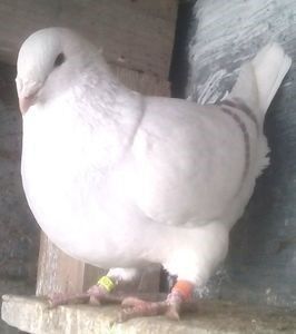 111667610_IIEKGVR3 (1) - - A - A - A - PROIECT INCHEIAT