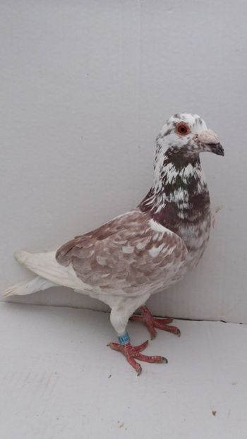 M 2016 vandut - De! voiajori vanduti