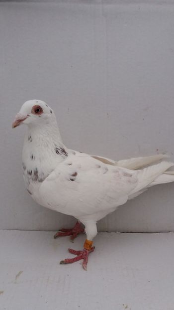 F 2014 vanduta - De! voiajori vanduti