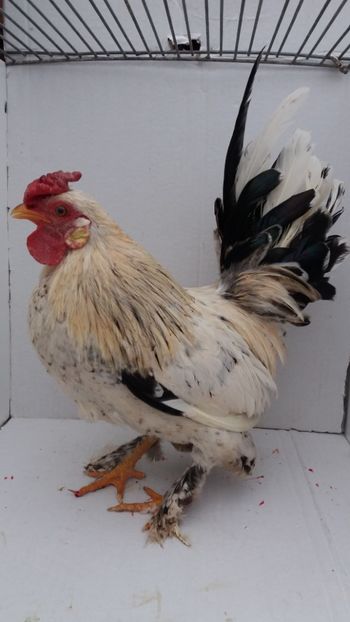 vandut - De vanzare gainuse mi de flori