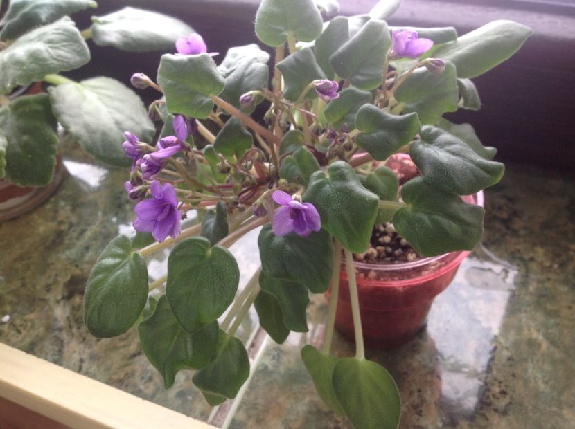  - Rob s HumptyDoo sport