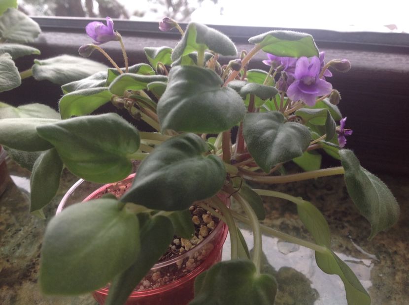  - Rob s HumptyDoo sport