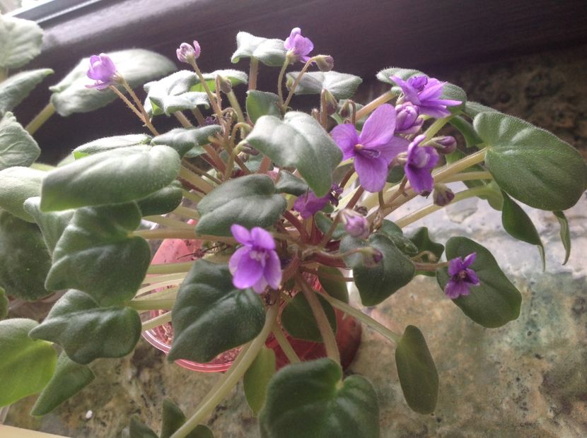  - Rob s HumptyDoo sport