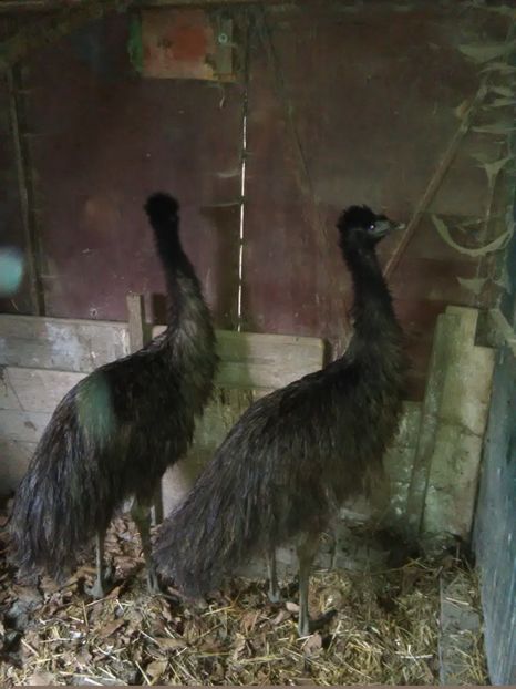 13-01-2019 - 6-strut EMU