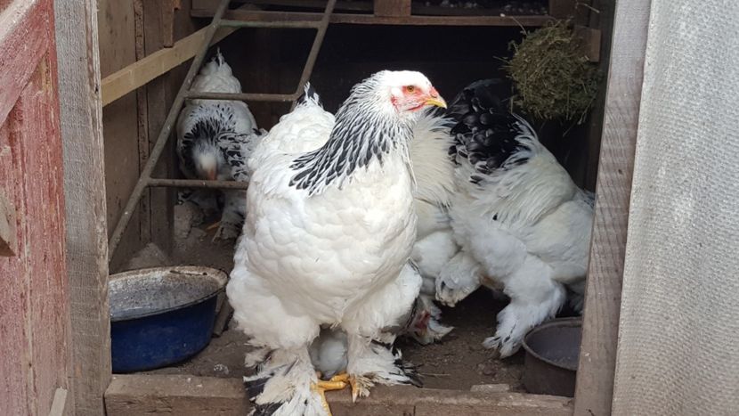  - Brahma Herminat Deschis