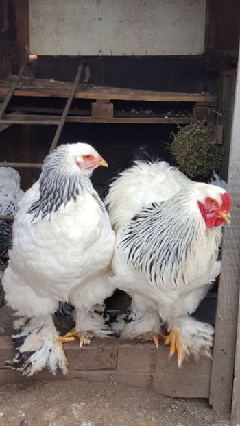  - Brahma Herminat Deschis