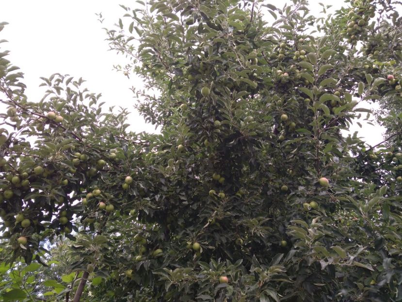 Frumusetea Romei - Meri