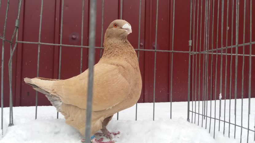 1-0 2018 - matca 2019