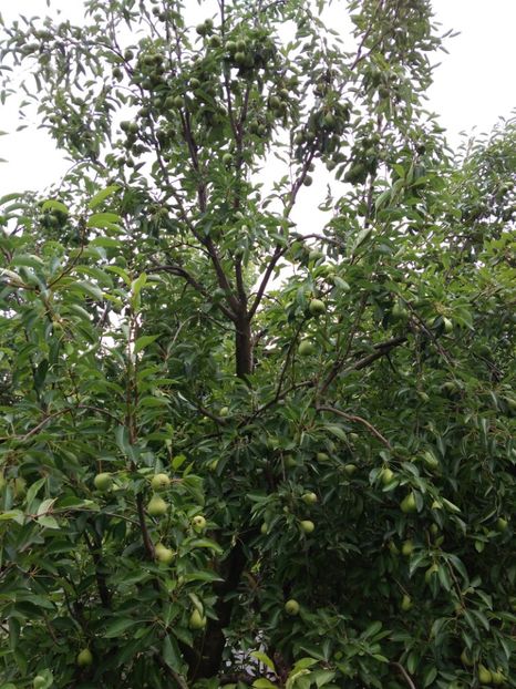 Necunoscut Septembrie - Peri