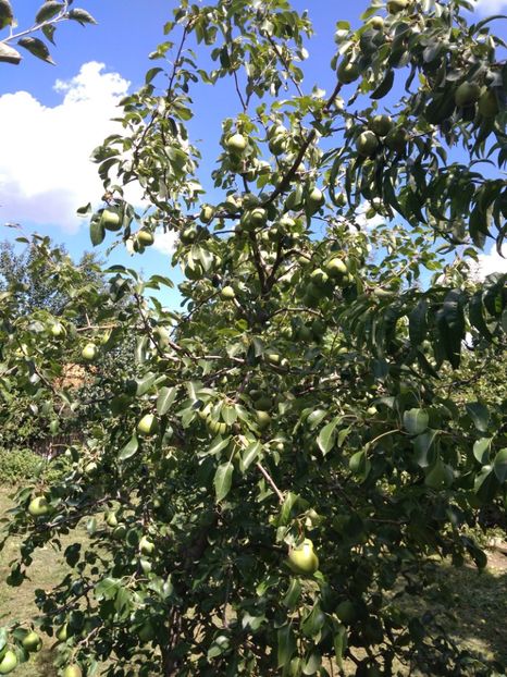 Decana Comisiei - Peri