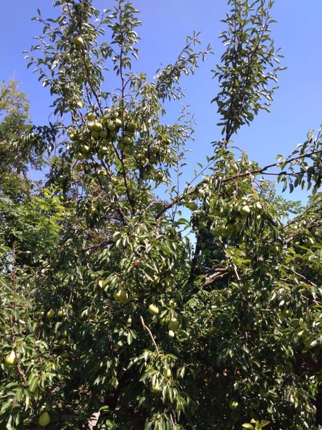 Necunoscut Septembrie - Peri