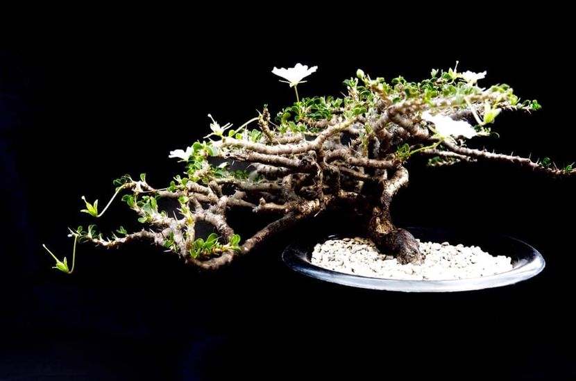 Sarcocaulon vanderietiae - Whish list pentru viata urmatoare1