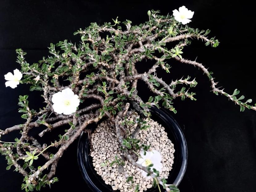 Sarcocaulon vanderietiae - Whish list pentru viata urmatoare1