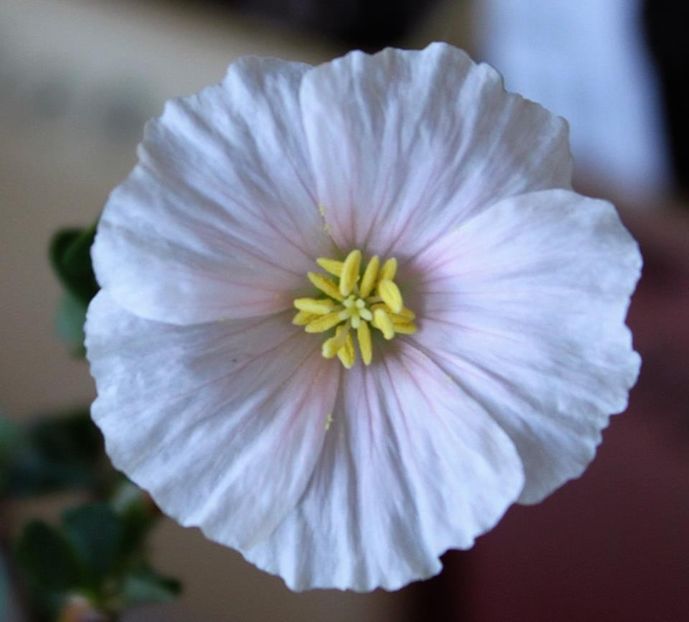 Sarcocaulon vanderietiae - Whish list pentru viata urmatoare1
