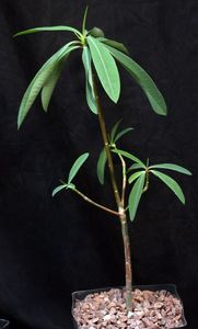 Euphorbia bongolavensis - Whish list pentru viata urmatoare1