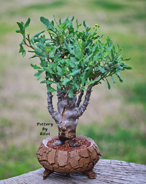 Kitoi: Othonna sp Clanwilliams Dam - Vase - aranjamente - accesorii