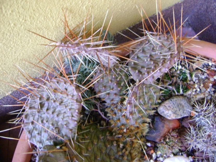 Cactusi si suculente winter-hardy - v Iarna 2019-2020
