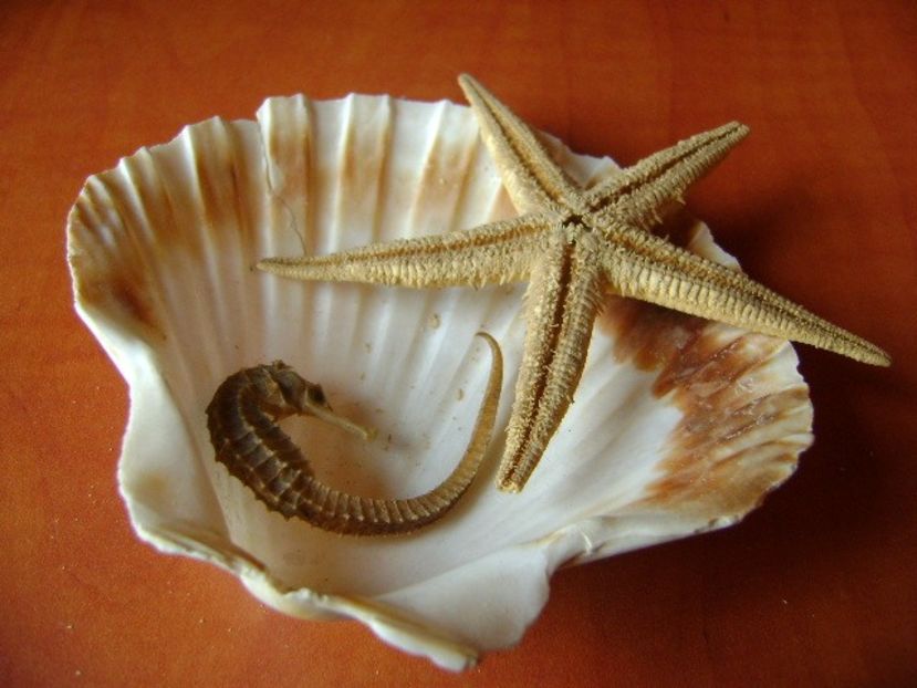 Dor de mare - v Iarna 2019-2020