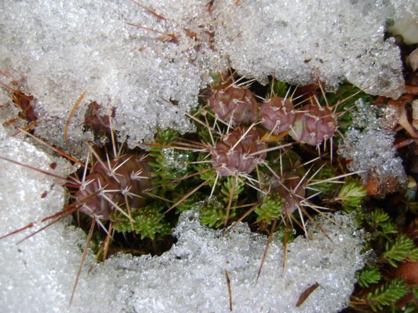 Cactusi winter hardy sub zapada - Cactusi 2018 final de an