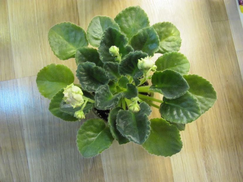  - ZZLE Parnaskya Roza