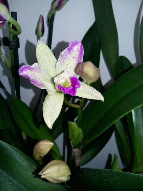  - Cattleya-Epicattleya-Laelia