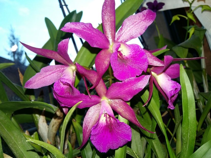  - Cattleya-Epicattleya-Laelia