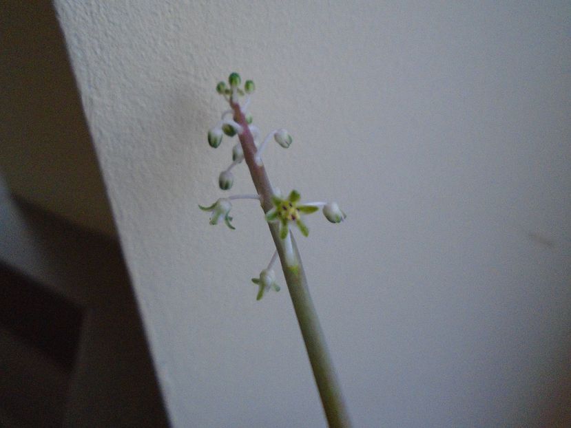 Ian. 2019: Ledebouria socialis - Flori in plina iarna