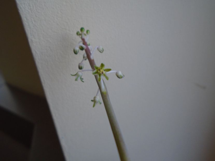 Ian. 2019: Ledebouria socialis - Flori in plina iarna